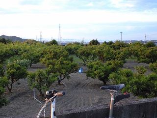 ミカンと瀬戸内海