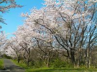 狭山丘陵のとある公園