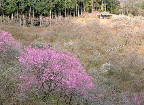 梅の公園