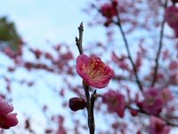梅の花が開き始めました