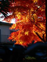 公園の紅葉