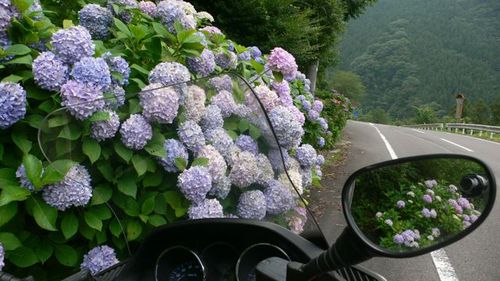 あじさいロード