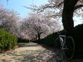 今治　蒼社川河口の桜