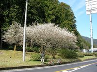 名栗の梅